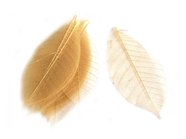 FEUILLES SKELET 3  20st