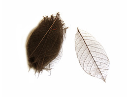 FEUILLES SKELET 3  20st