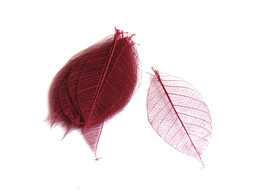 FEUILLES SKELET 5  15st