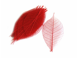 FEUILLES SKELET 5  15st