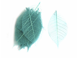 FEUILLES SKELET 5  15st