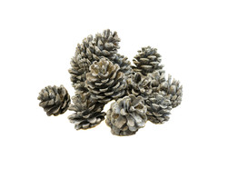 POMME DE PIN 500gr