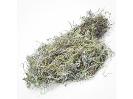 TILLANDSIA 1kg