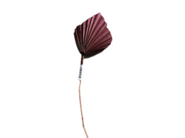 PALM SPEAR L30-35cm 1pc