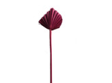 PALM SPEAR L30-35cm 1pc rouge framboise