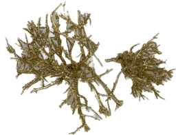DRY TREE 5pcs