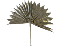 PALM SPEAR OUVERT L30-35cm 1pc