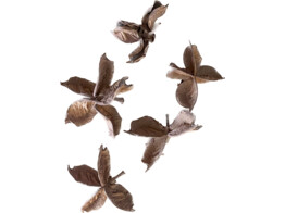 COTTON POD 150gr ROSE CLAIR