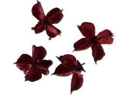 COTTON POD 150gr ROOD