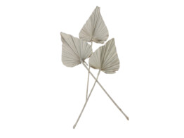 KING PALM SPEAR 65-75cm 3pcs BLANC