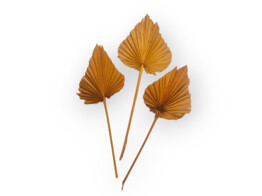KING PALM SPEAR 65-75cm 3pcs ORANGE