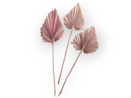 KING PALM SPEAR 65-75cm 3pcs rose perle