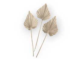 KING PALM SPEAR 65-75cm 3pcs blanc perle