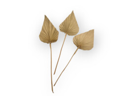 KING PALM SPEAR 65-75cm 3pcs NATUREL