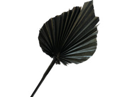 KING PALM SPEAR