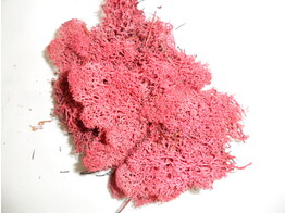 MOUSSE ISLANDE POLYBAG 40gr ROUGE
