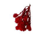 FLEURS SECHEES 25gr ROUGE