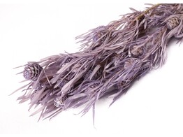 SALIGNUM LILA 45-50cm - 50gr