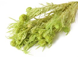 SALIGNUM VERT 45-50cm - 50gr