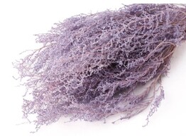 STOEBE LILA 45-50cm  -50gr