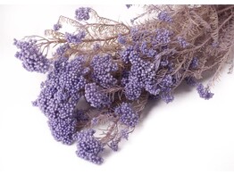 RICE FLOWER LILA 45-60cm  -50gr