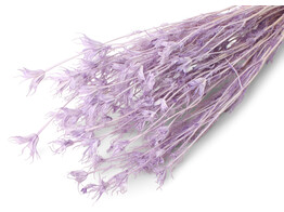 NIGELLA LILA 35-50cm  - 50gr