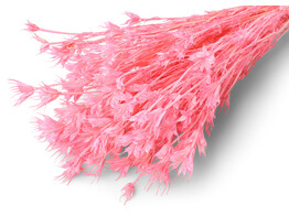 NIGELLA ROSE 35-50cm  - 50gr
