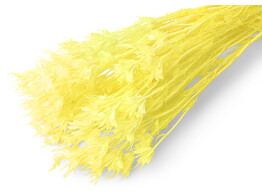 NIGELLA JAUNE 35-50cm  - 50gr