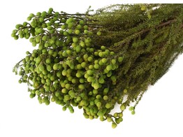 LANUGINOSA vert 45-50cm  -50gr