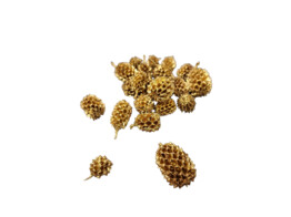 CASUARINA 80gr OR