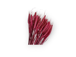 WHEAT GRASS 150gr ROUGE