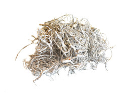 CURLY MOSS 40gr BLANC ANTIQUE